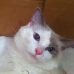 Katie