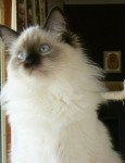 Lady